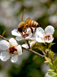 Win Mānuka Honey, Propolis and More in this Comvita Prize Pack