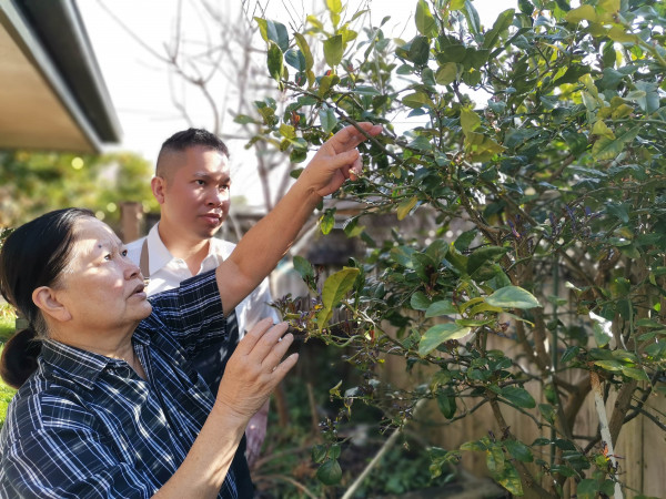 Pawat and his mother picking from her Kaffir lime tree