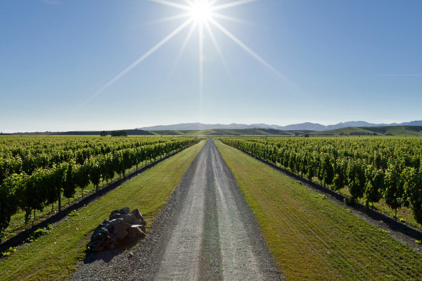 Brancott Estate Marlborough vineyard