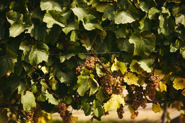 Marisco Vineyards vines
