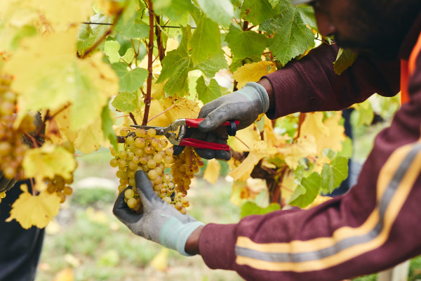 Marisco Vineyards harvest
