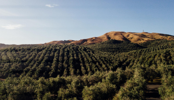 Bracu Estate Bombay Hills