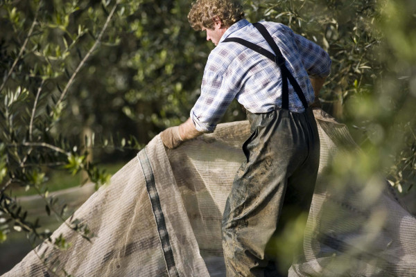 Bracu Estate olive harvest