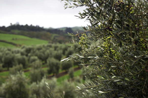 Bracu Estate olive trees