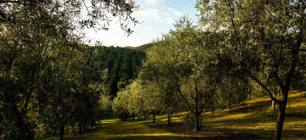 Bracu Estate olive trees