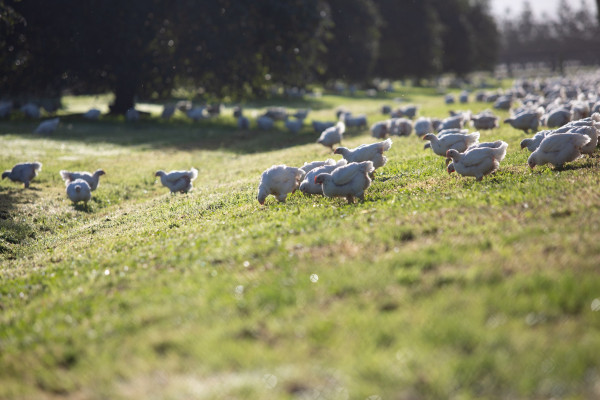 rangiteki free range chicken farm