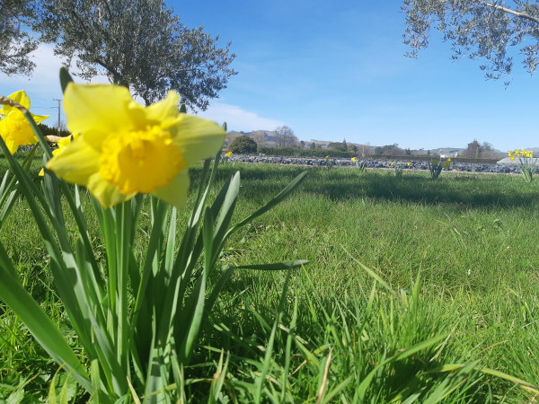 Daffodil at Telegraph Hill