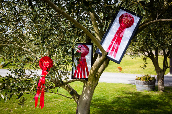 Telegraph Hill award tree