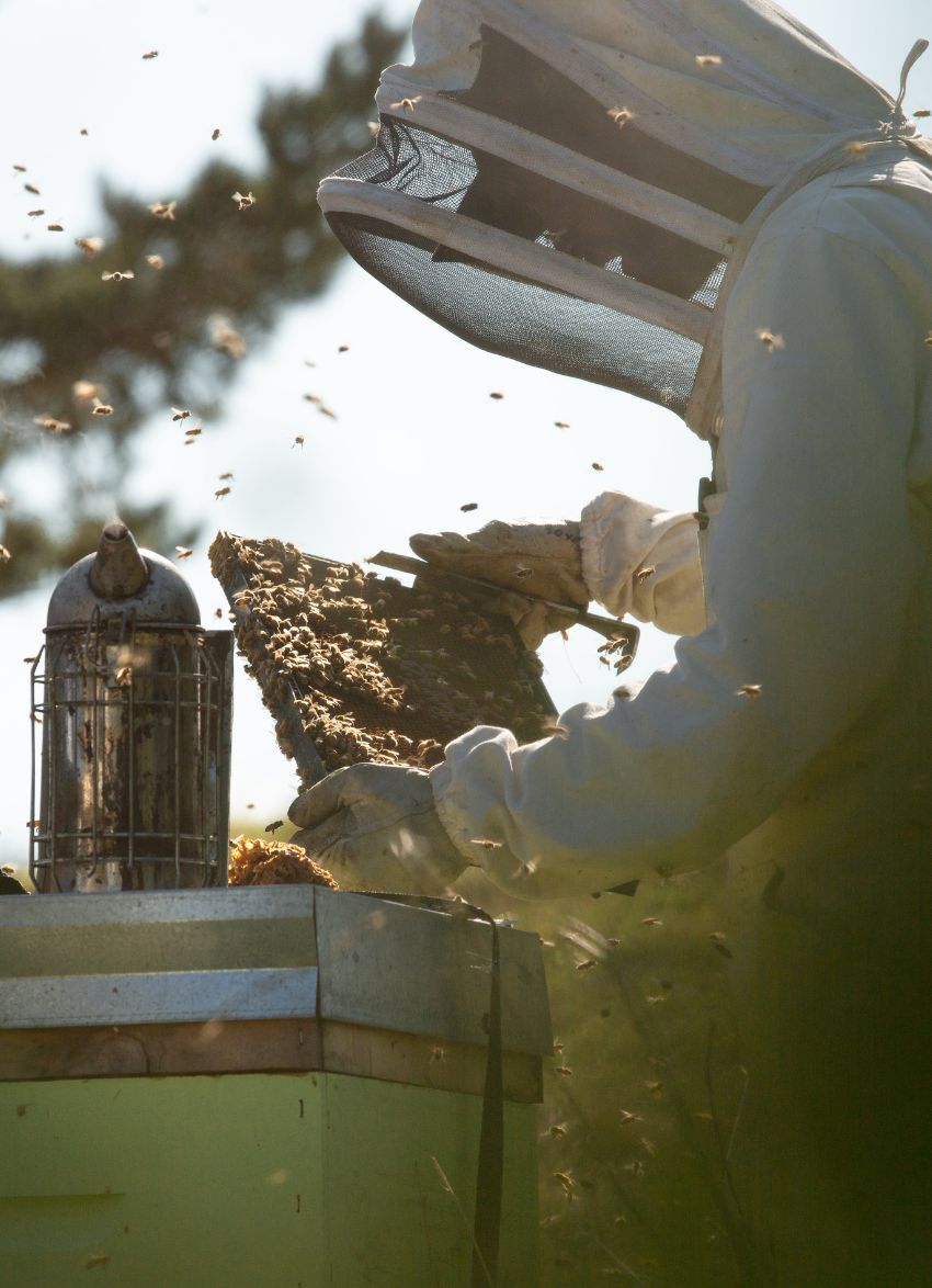 Egmont Honey farms