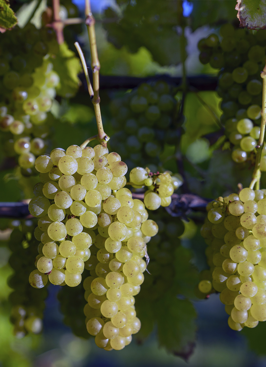 Sauvignon Blanc: A Guide to the Grape, Its History and Regional Styles