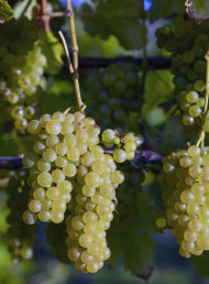 Sauvignon Blanc: A Guide to the Grape, Its History and Regional Styles