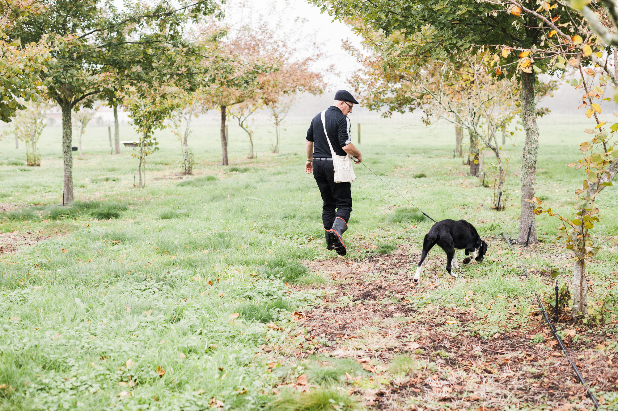 dog hunting for truffles