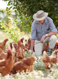 Farm to table: Craft Farmers' Eggs Co-op