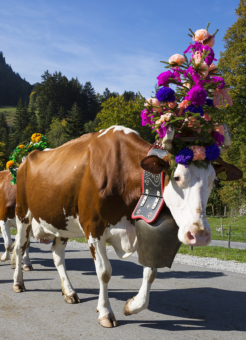 Stories of cheese: All the cows' bells