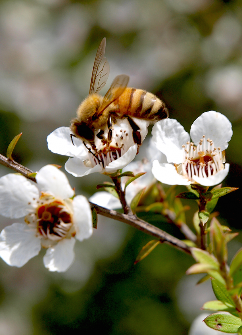 Win Mānuka Honey, Propolis and More in this Comvita Prize Pack