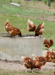 Otaika's happy hens, tasty eggs and Christmas packaging