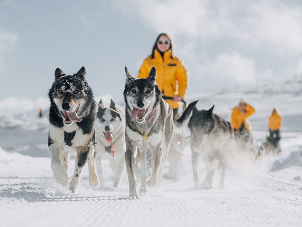 dog sledding clicquot in the snow