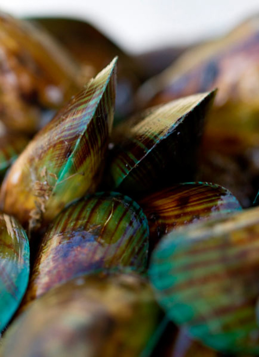 Coromandel Mussel Festival