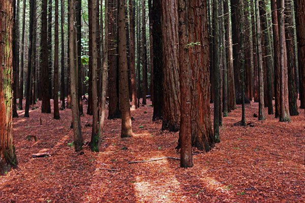redwood forest walk
